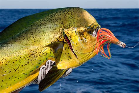 mahi mahi fish picture|13,700+ Mahi Mahi Stock Photos, Pictures & Royalty.